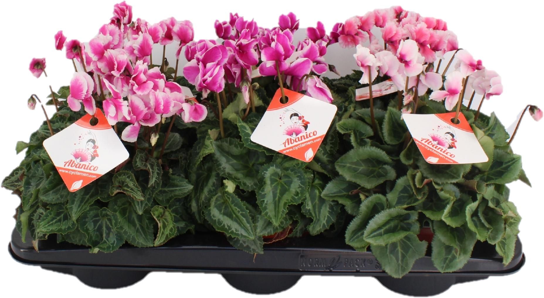 Cyclamen Abanico Mix in tray, D 13 cm