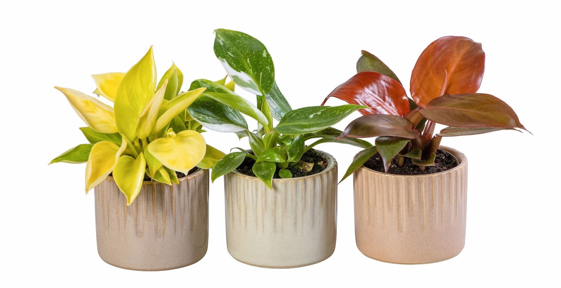 L 66019 With Philodendron Mix 6 cm, D 6