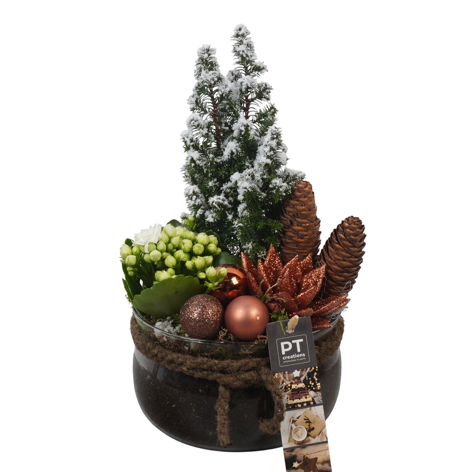PTCHB9853 Arrangement Christmas Bronze in glas schaal, D 16 cm
