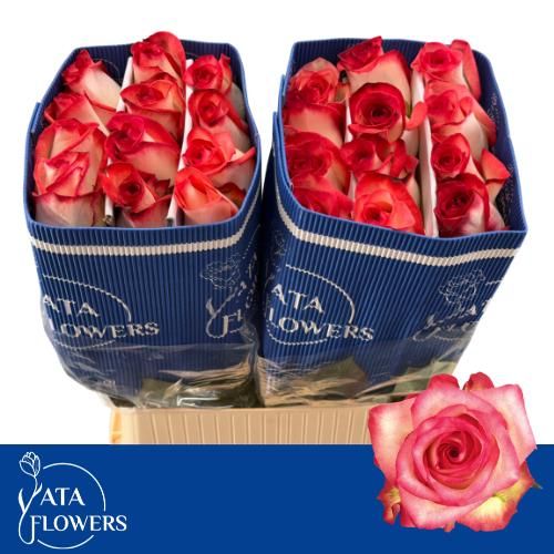 Роза од. Баш 70, шт.