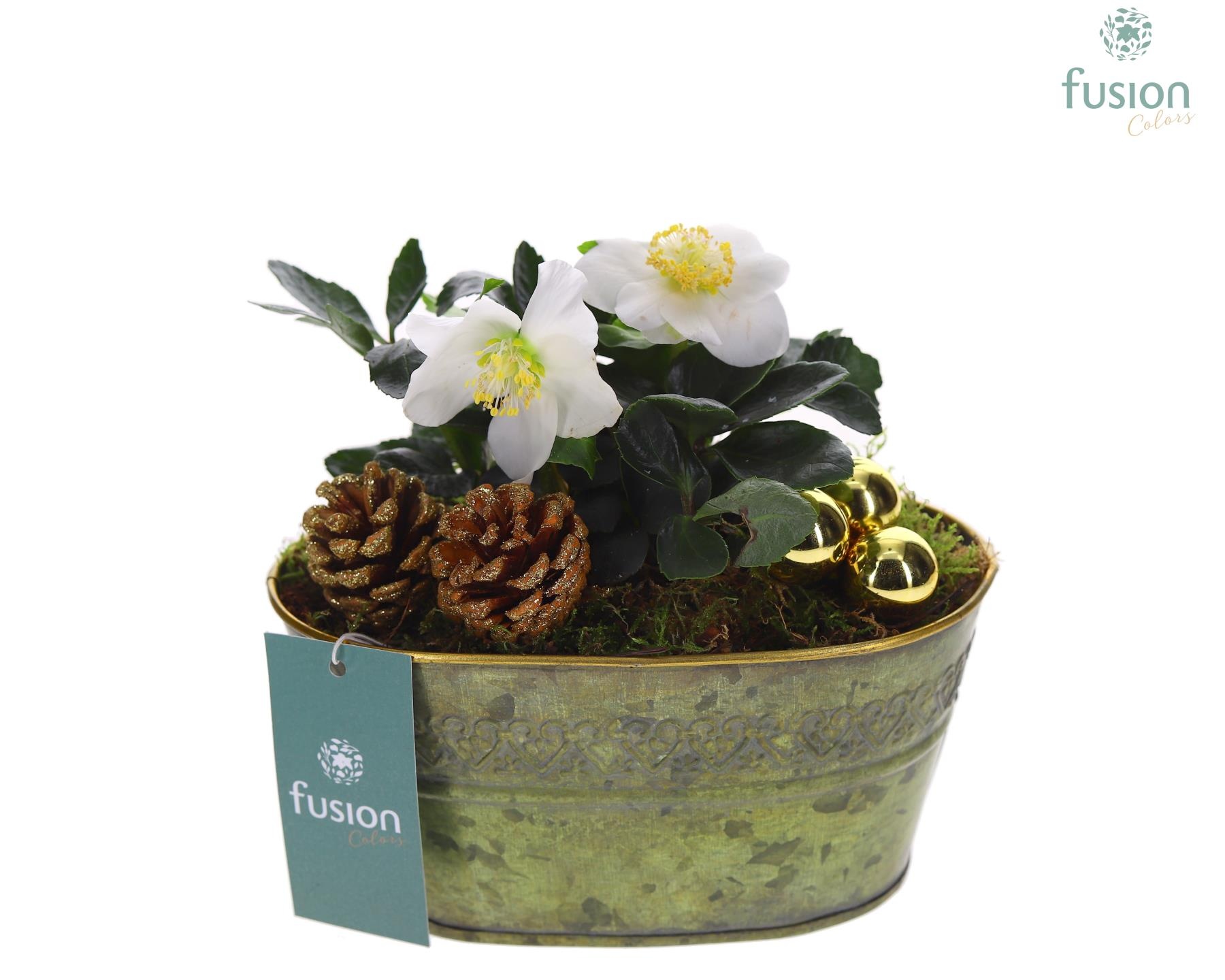 Schaal Zink ovaal Small Kerst met Helleborus, D 19 cm