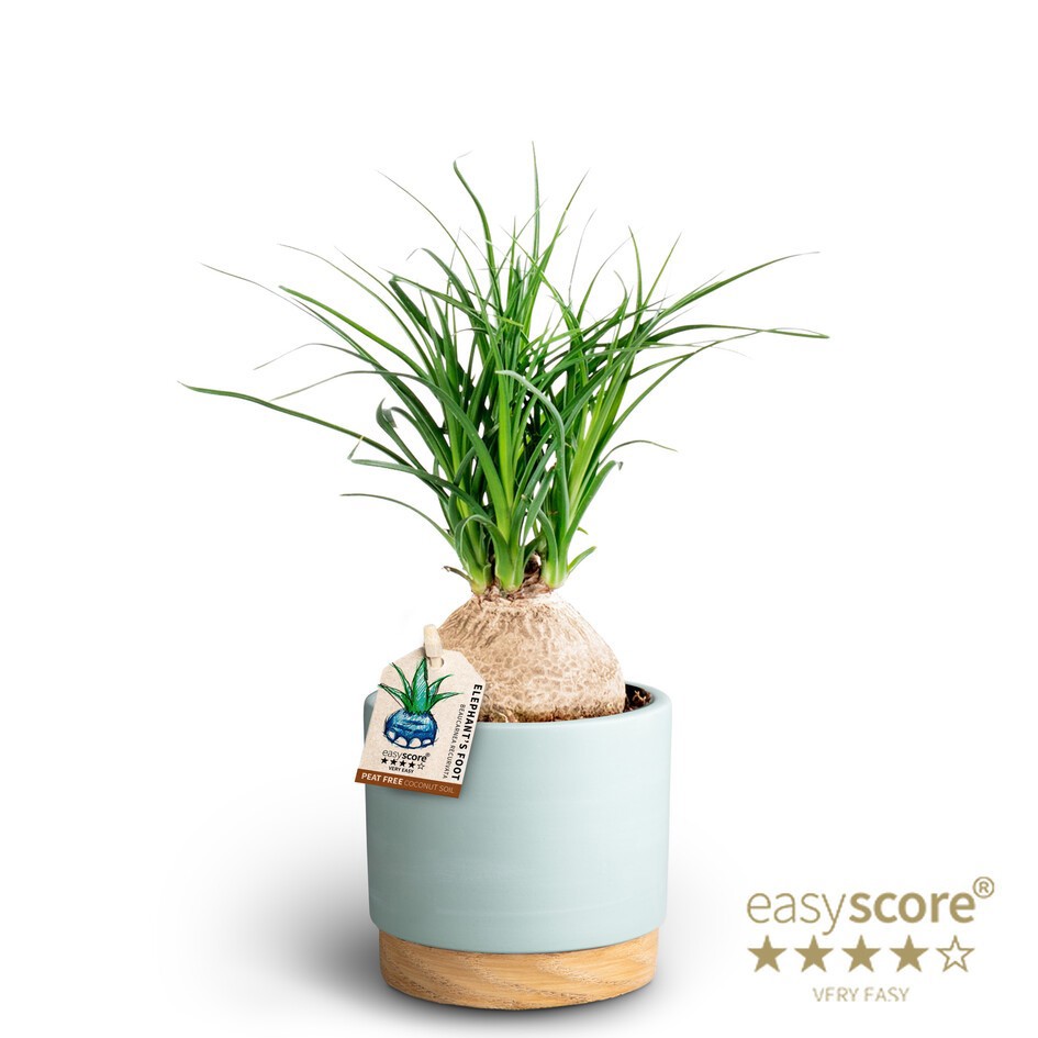 Woodbase Sky Blue, Beaucarnea, D 10 cm