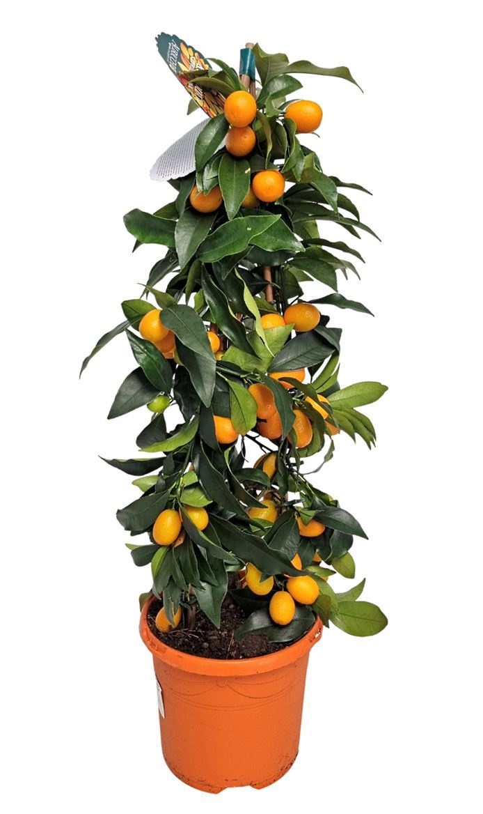 Citrus Kumquat Pyramid, D 19
