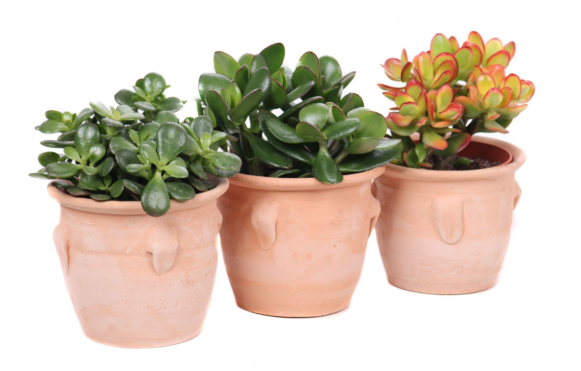 Succulent kruik met 4 oren, D 14