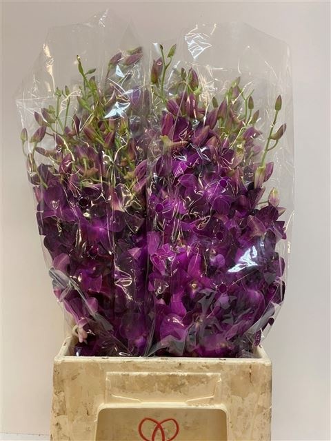 Дендробиум Овериг, шт.