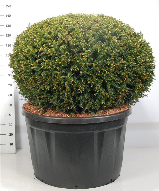 Taxus baccata, D 91