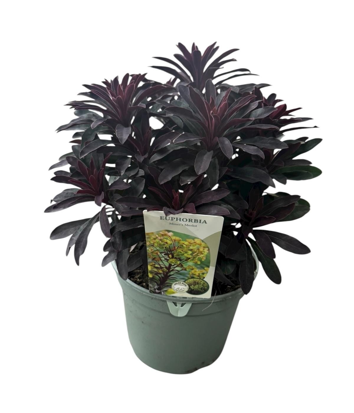Euphorbia Miner's Merlot, D 19