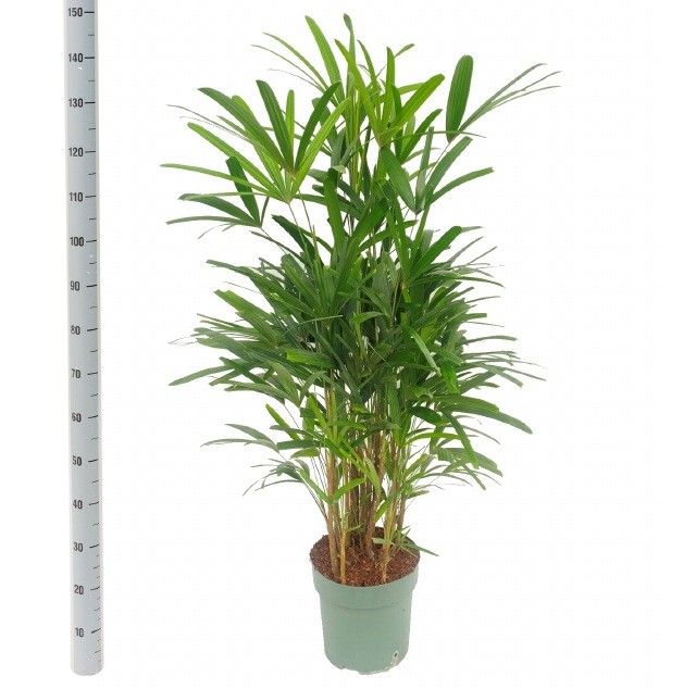 Rhapis Excelsa, D 30 cm