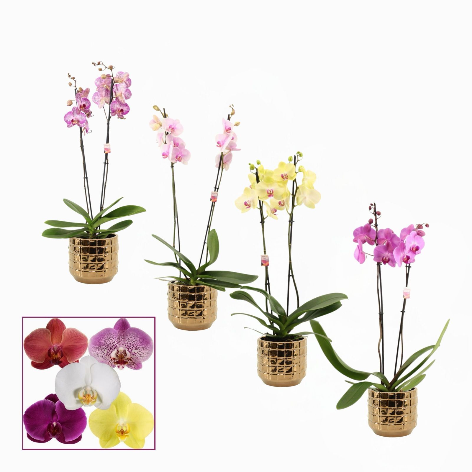 Phalaenopsis 2 tak 14+ mix in Janneke (Top blend-Collection), D 12 cm