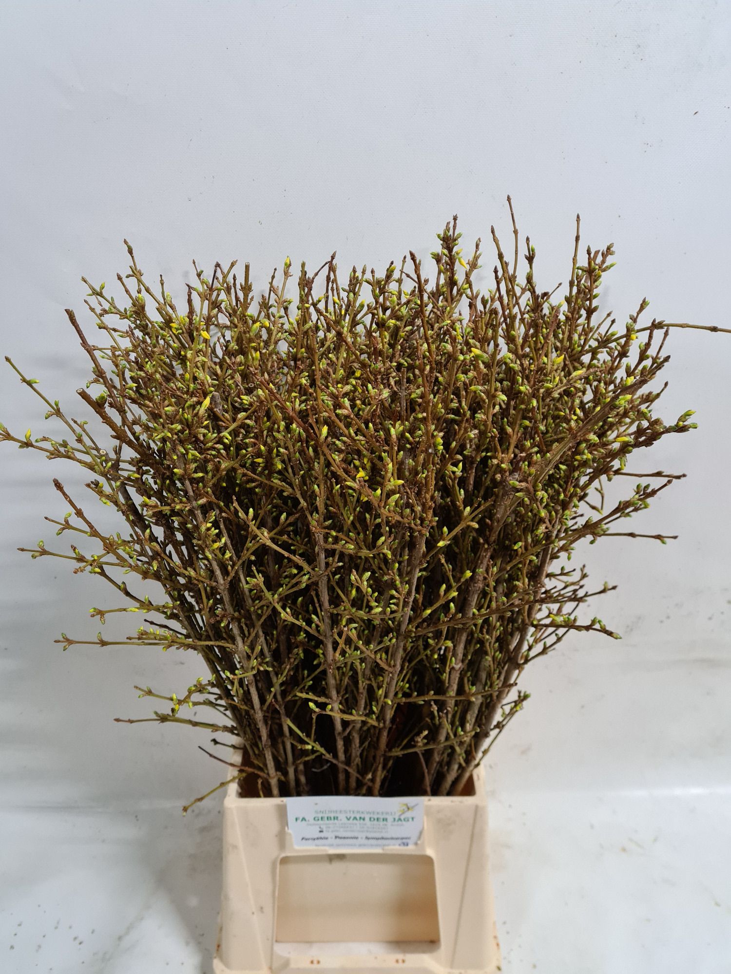 Форзиция Спектабилис 60 (желт.), шт.