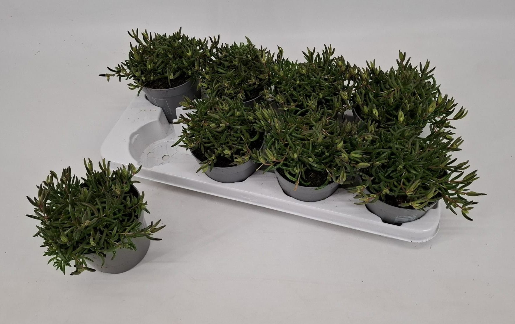 Delosperma Lido 'Orange with Eye', D 12