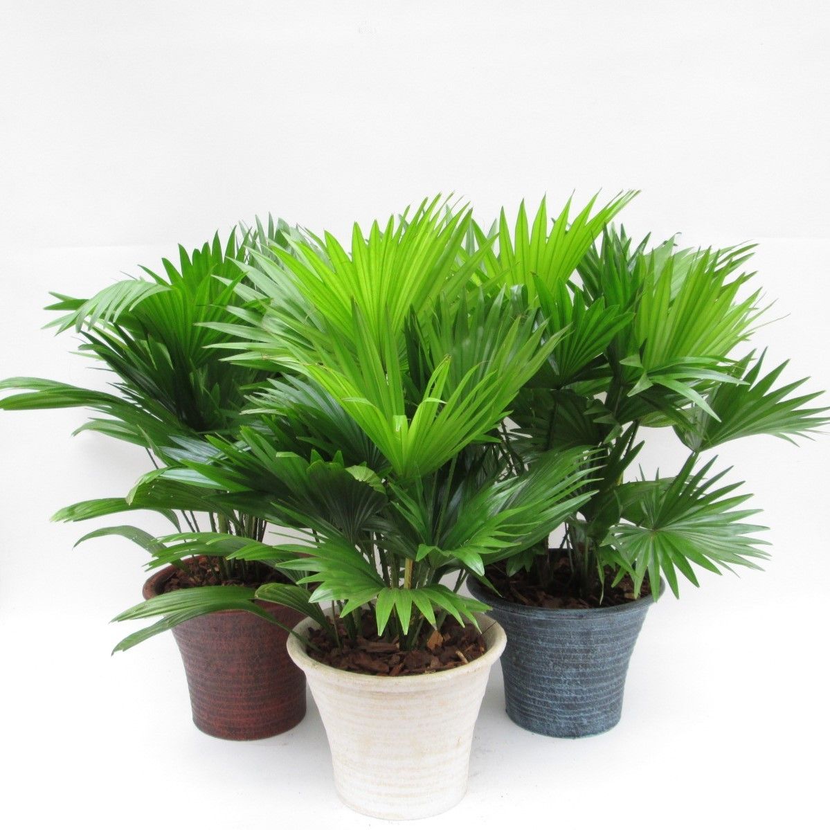 Livistona rotundifolia in hosta big met schors, D 23