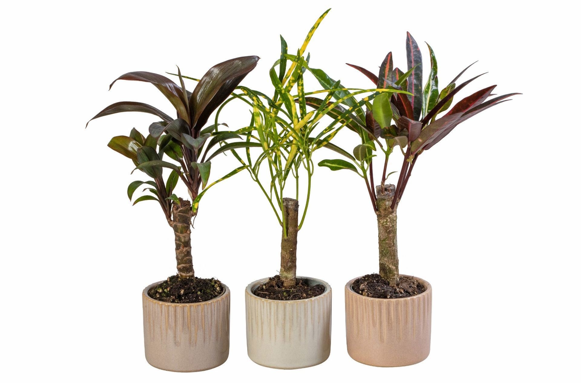 L 66022 With Cane Mix 6 cm, D 6