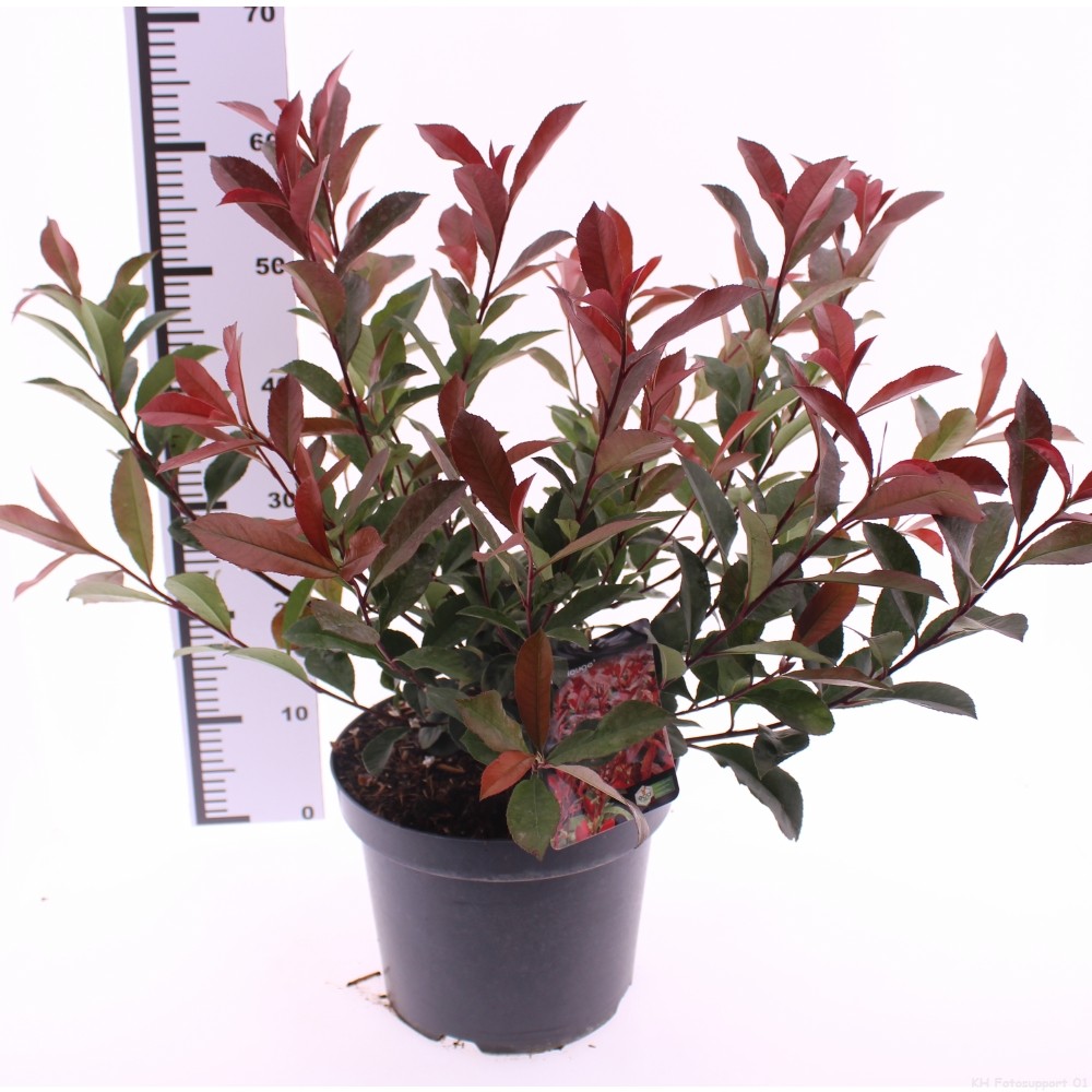 Photinia fraseri 'Carré Rouge', D 26
