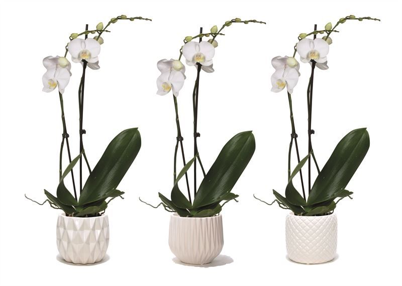 Dolomite p12 White mix Phal white 2T14+, D 12