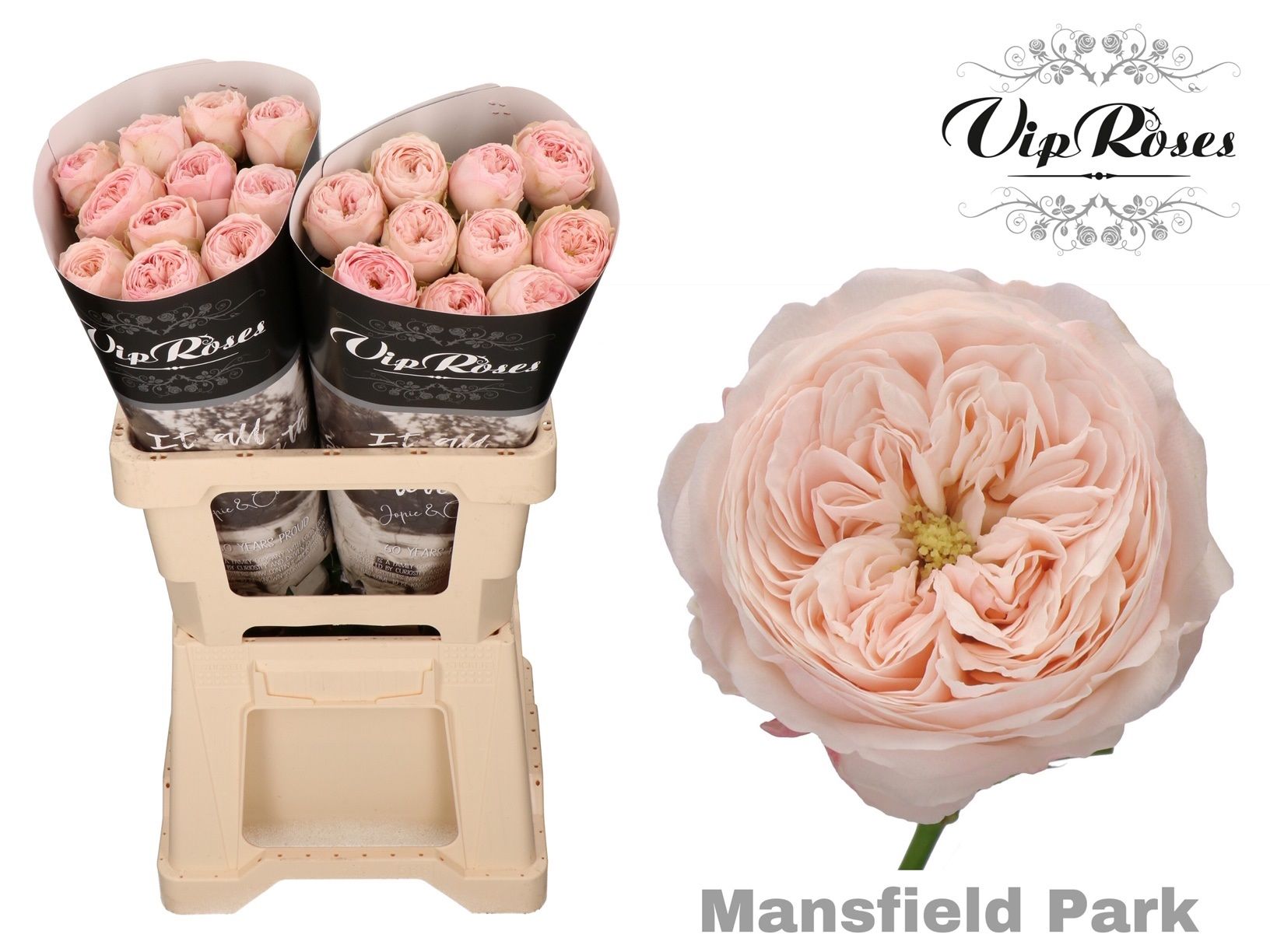 Роза од. KL Мансфилд Парк 60, шт.