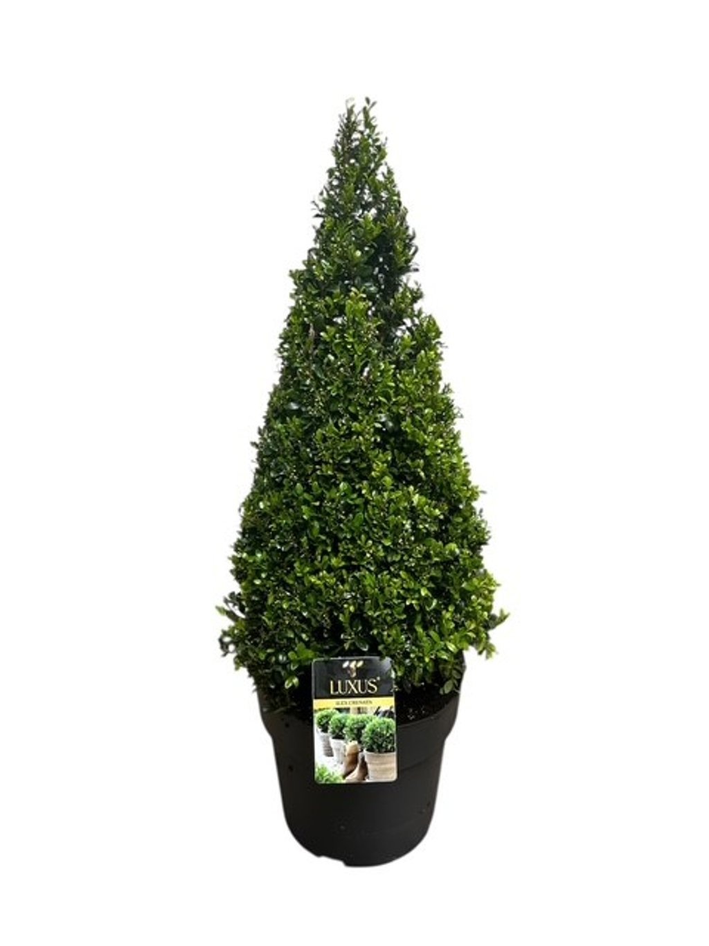 Ilex crenata Luxus® Pyramide 60-70 cm c10/p27, D 27 cm