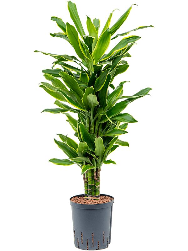 Dracaena fragrans 'Golden Coast', D 18 cm