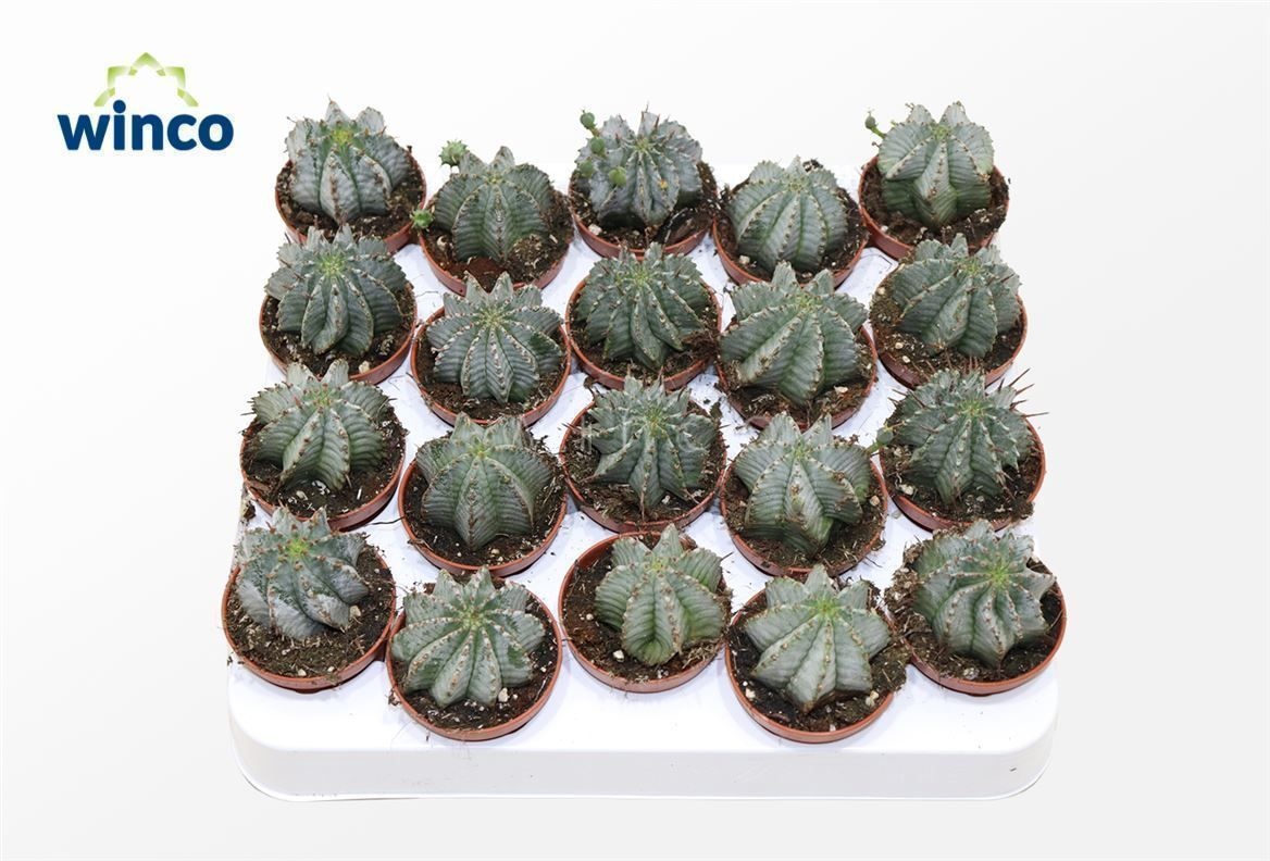 Euphorbia Horrida Alba, D 5,5 cm