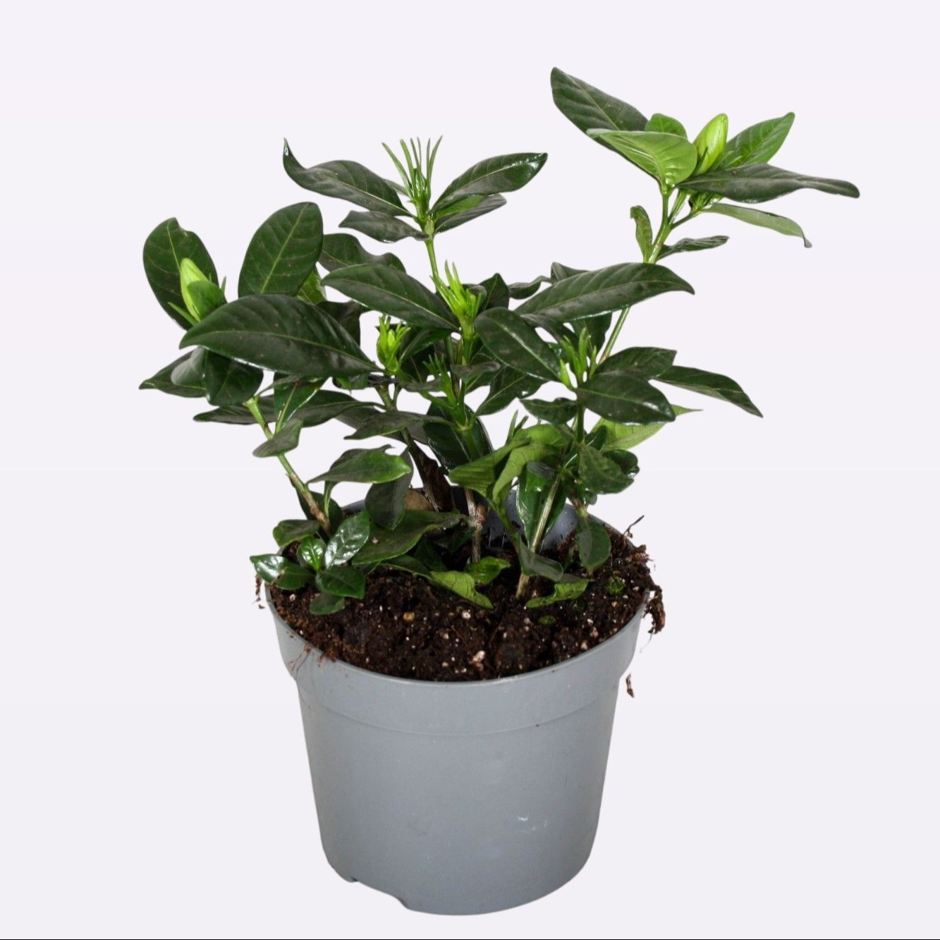 Gardenia Jasminoides 13cm Domino, D 13 cm Gardenia Jasminoides 13cm Domino, D 13 cm