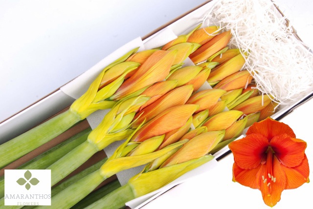 Амарилис Овериг Крашеный (краш. ) x12, шт.