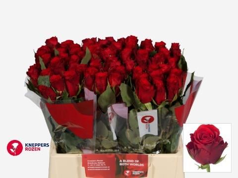 Роза од. Рэд Торч 40, шт. Роза од. Рэд Торч 40, шт.