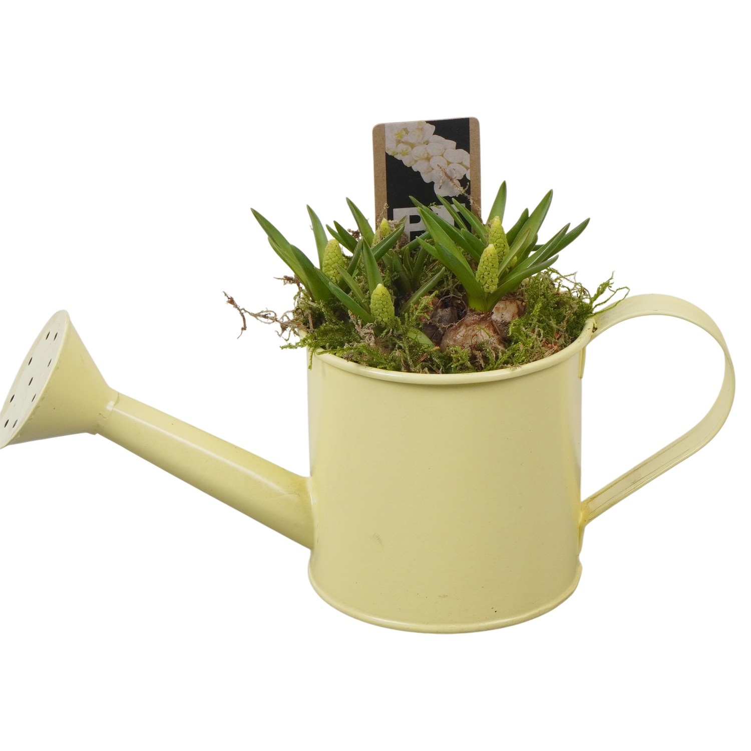 PTWMB8104 Arrangement Muscari White in metalen gieter, D 9