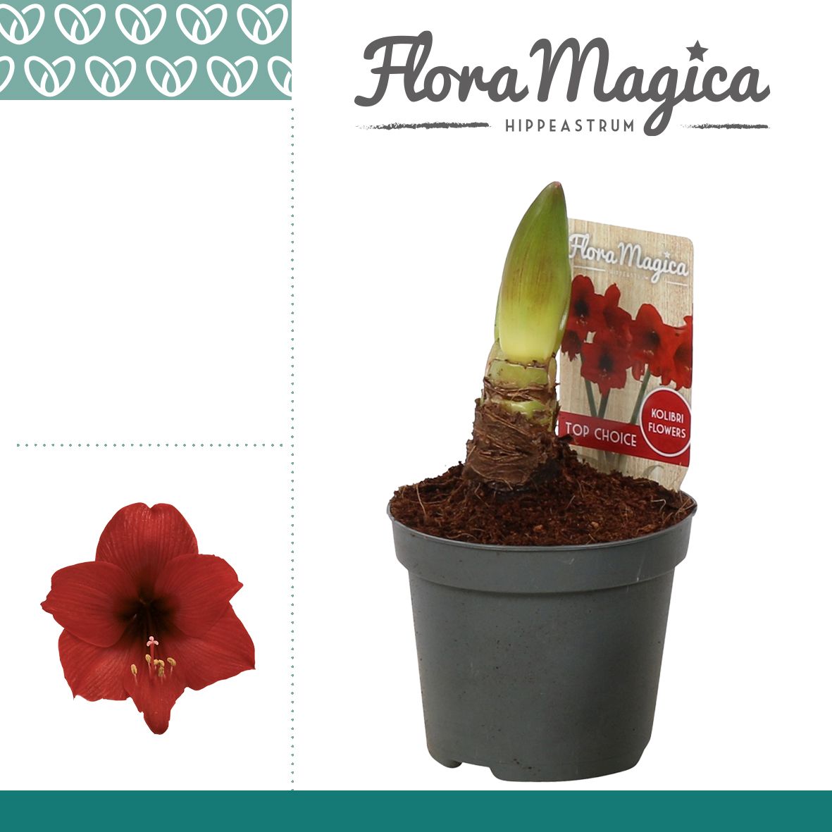 Amaryllis Kolibri Top Choice 1 Knop, D 9 cm