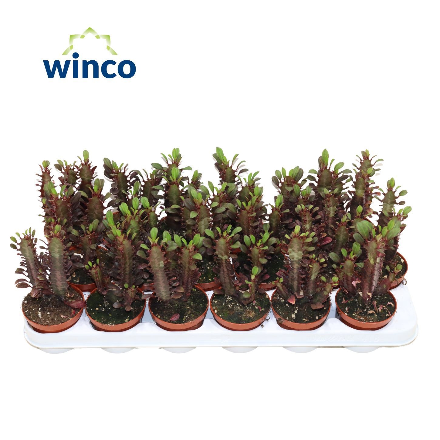 Euphorbia Trigona Rubra, D 8,5