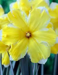 NARCISSUS INCOMPARABILIS 'PRETTY IN YELLOW', D 11