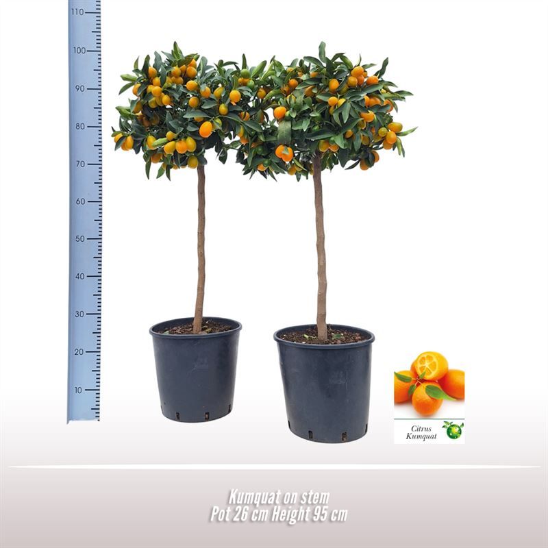 Kumquat op stam, D 26