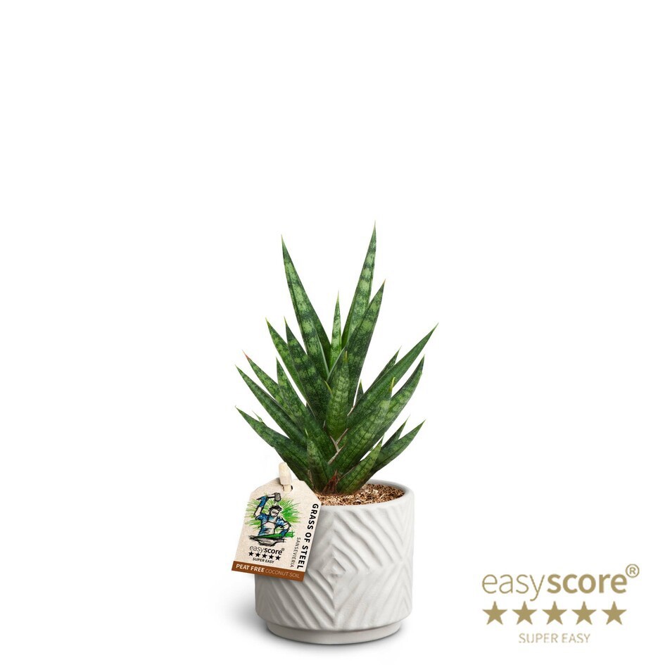 SANSEVIERIA TRIFASCIATA 40632825 Dune 'FRANCISII', D 7 cm SANSEVIERIA TRIFASCIATA 40632825 Dune 'FRANCISII', D 7 cm