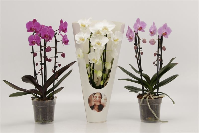 Phalaenopsis Elegant Cascade Duoboga gemengd in Moederdag koker, D 12