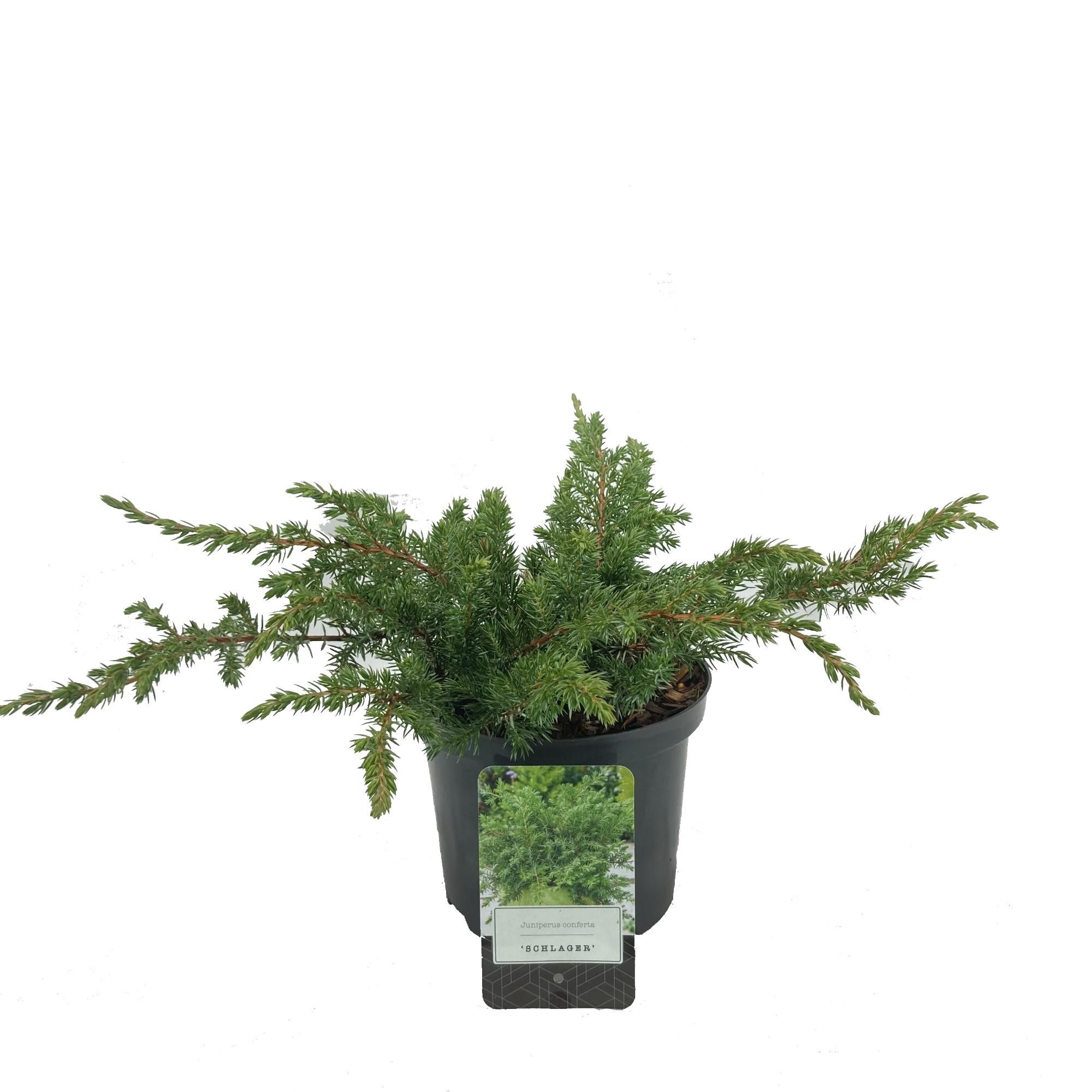 Juniperus conferta 'Schlager', D 18