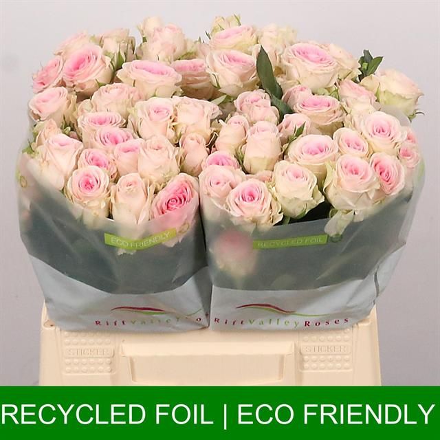 Роза куст. Гуд Муд 40, шт.