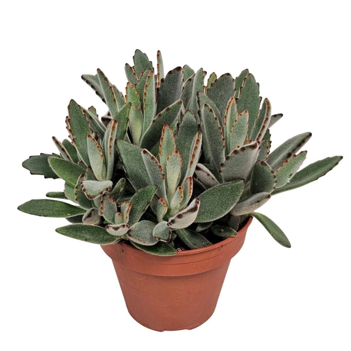 Kalanchoe Tomentosa - 1154, D 14