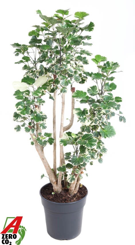 Polyscias Balfouriana vertakt P27, D 27 cm