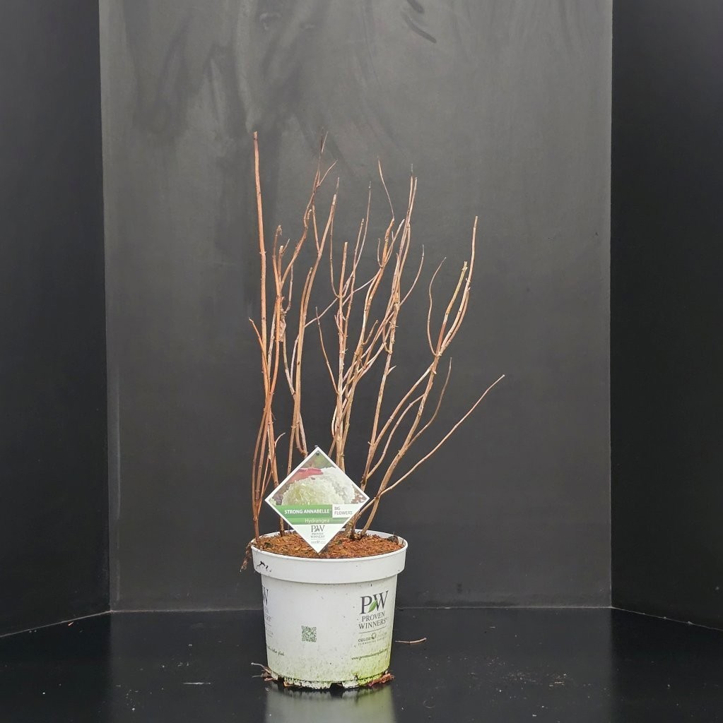 Hydrangea arb. Strong Annabelle, D 26