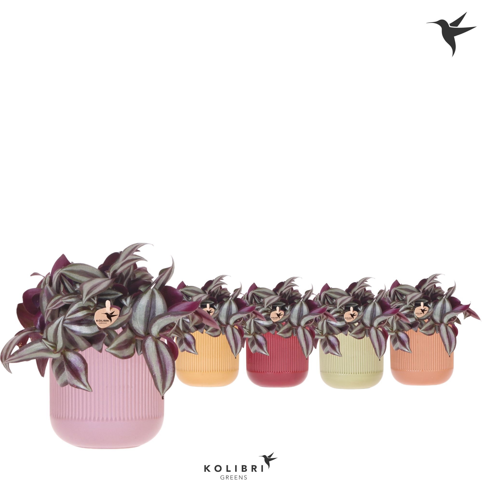 Kolibri Greens Tradescantia Zebrina in Flare pot mix, D 9