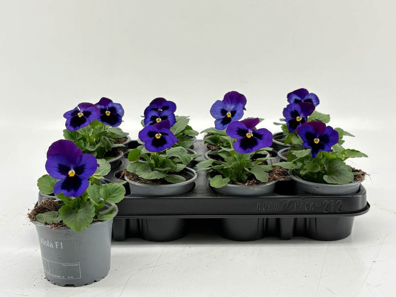 Viola F1 Blue Velvet, D 9 cm
