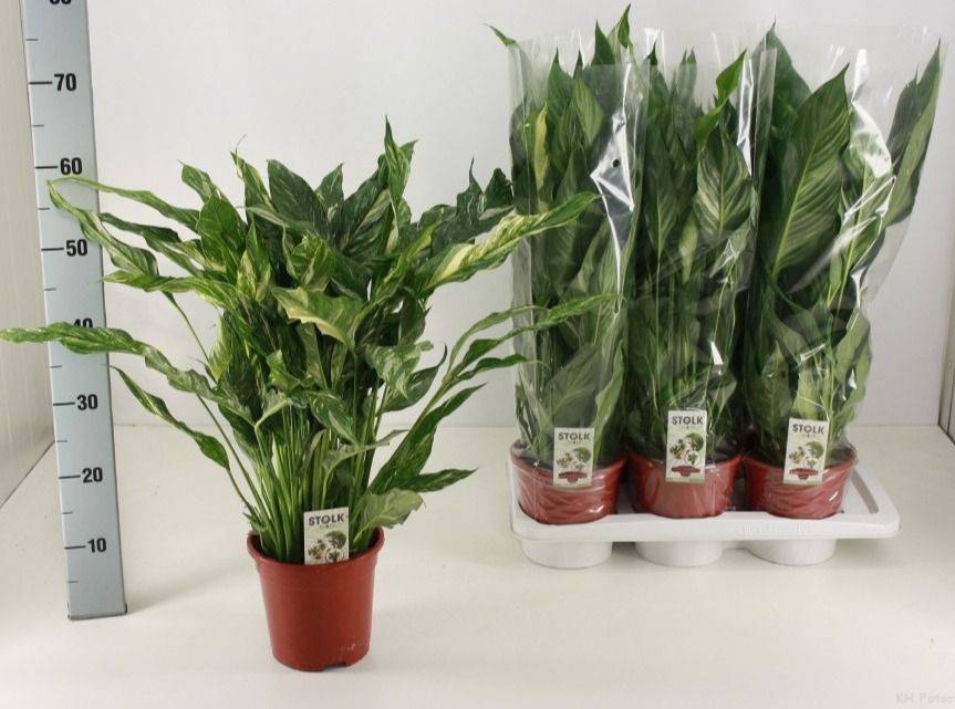 Diamond 17cm 'Variegata', D 17