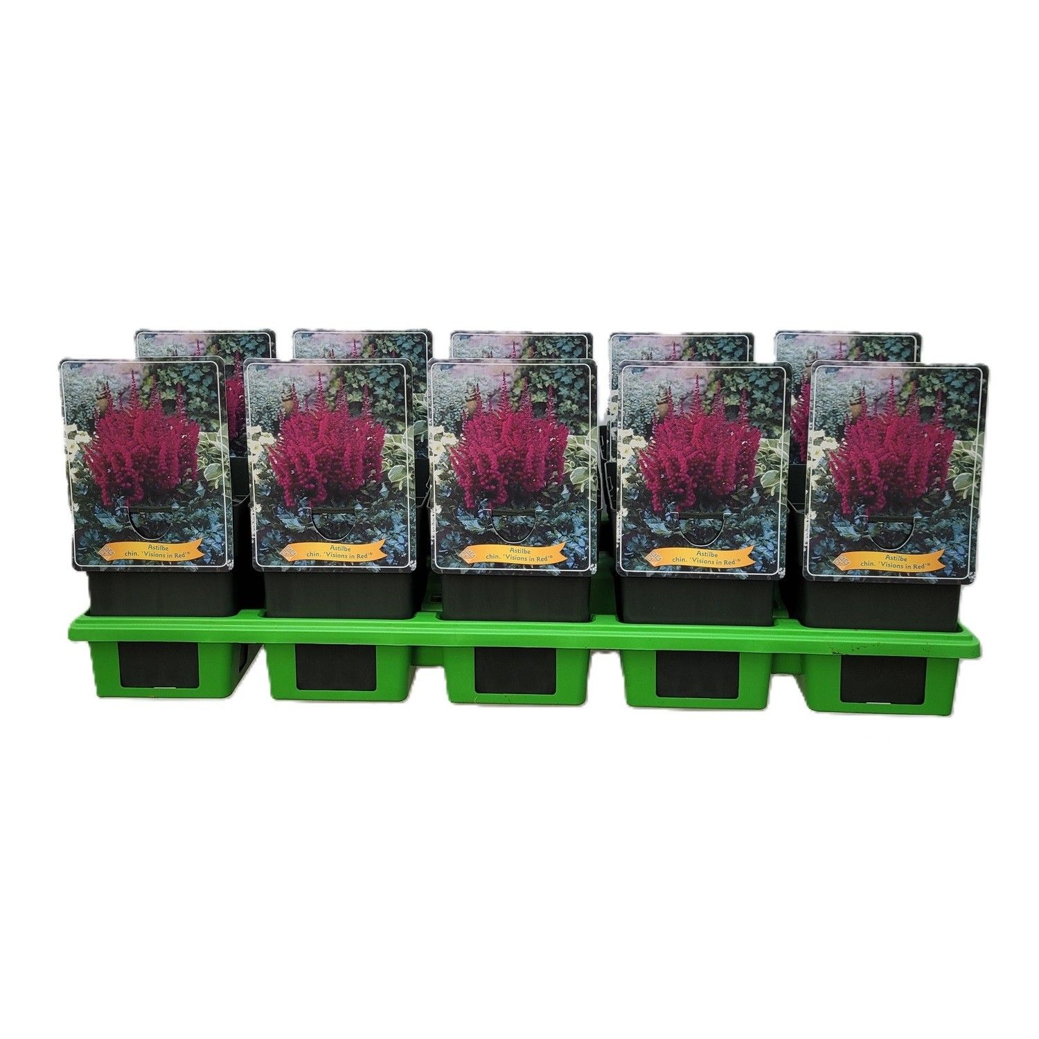 Astilbe chinensis 'Vision in Red' P11, D 11 cm