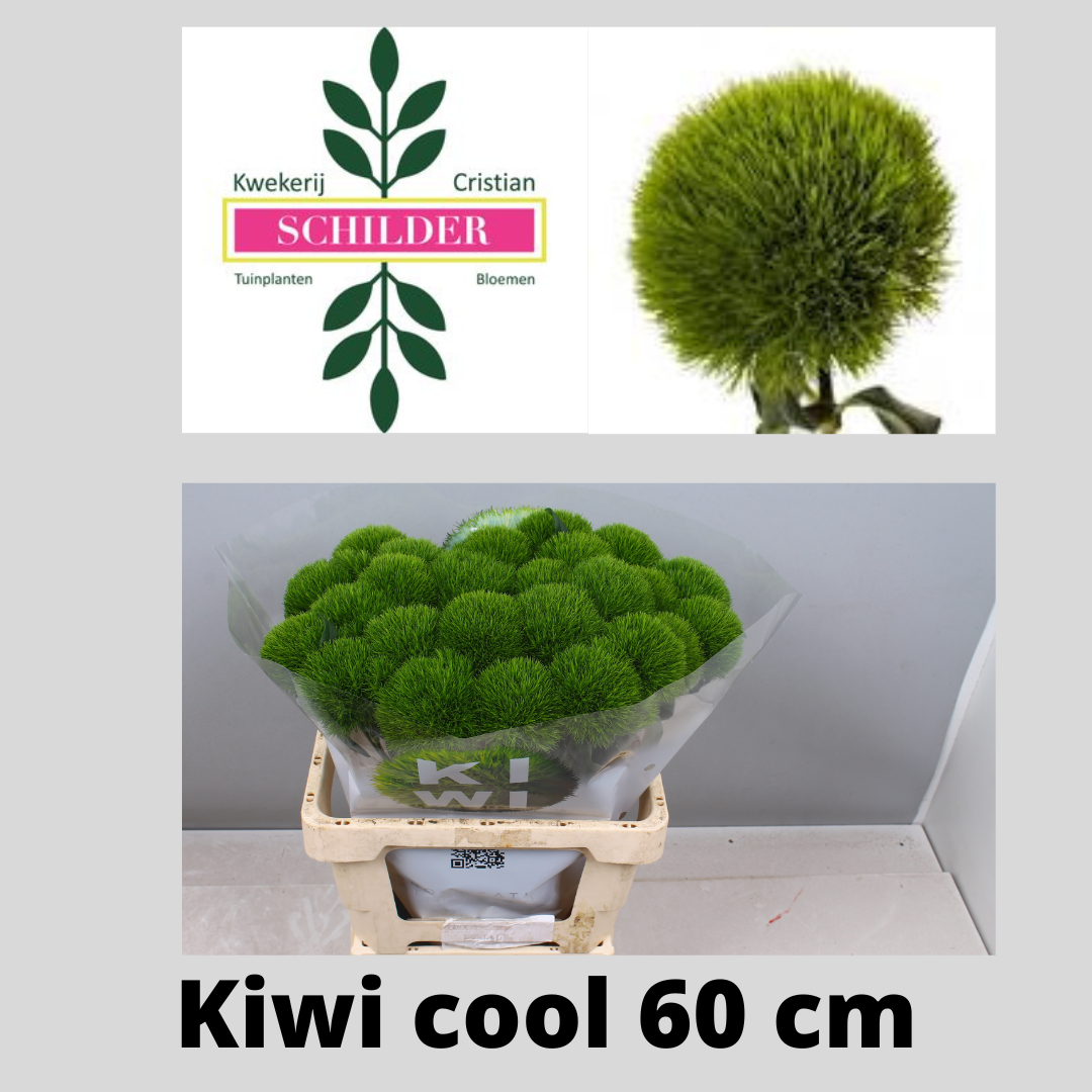 Диантус Барбатус Киви Меллоу Кул 60, шт.