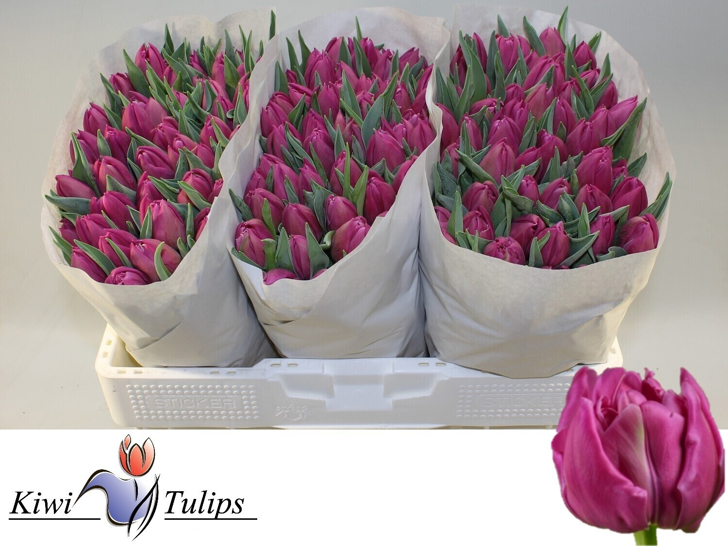 Тюльпан дв. Дабл Принцесс (ярко-роз.), шт.