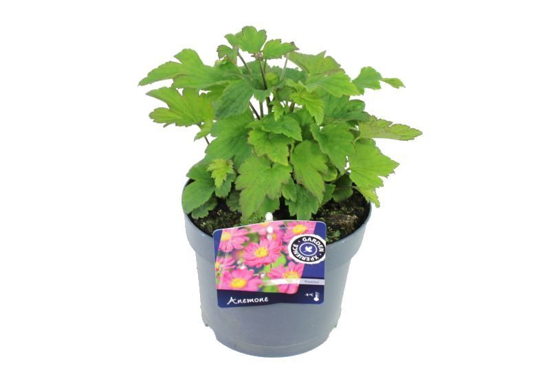 Anemone hybr. Pamina, D 17