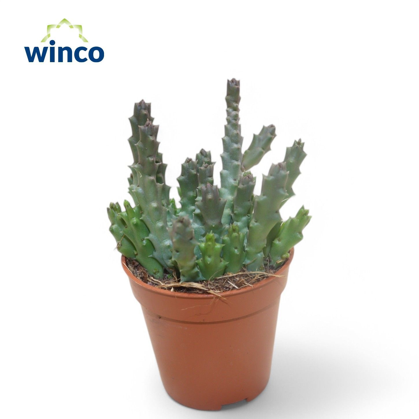 Stapelia Variegata, D 5,5