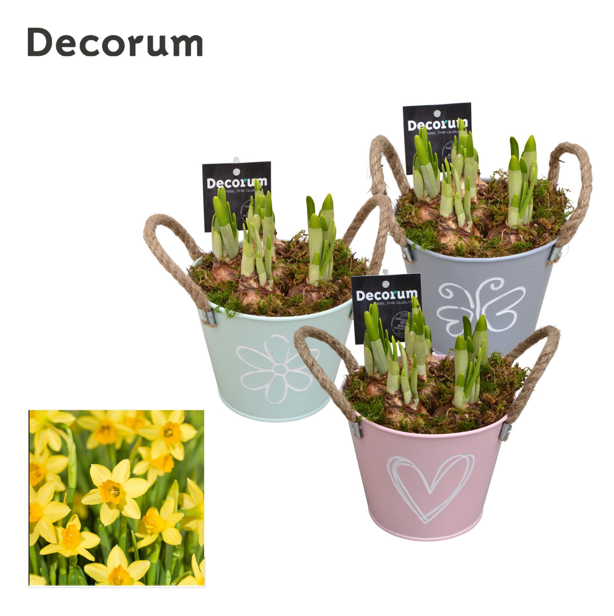 Narcis Bucket Maxi GM HL10647, D 13