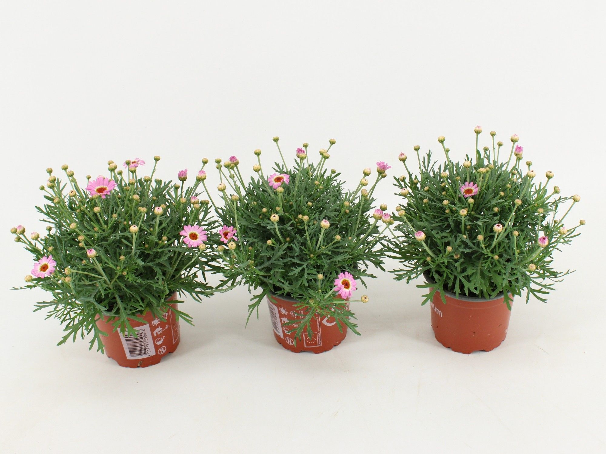 Argyranthemum frutescens La Rita Pink, D 10,5