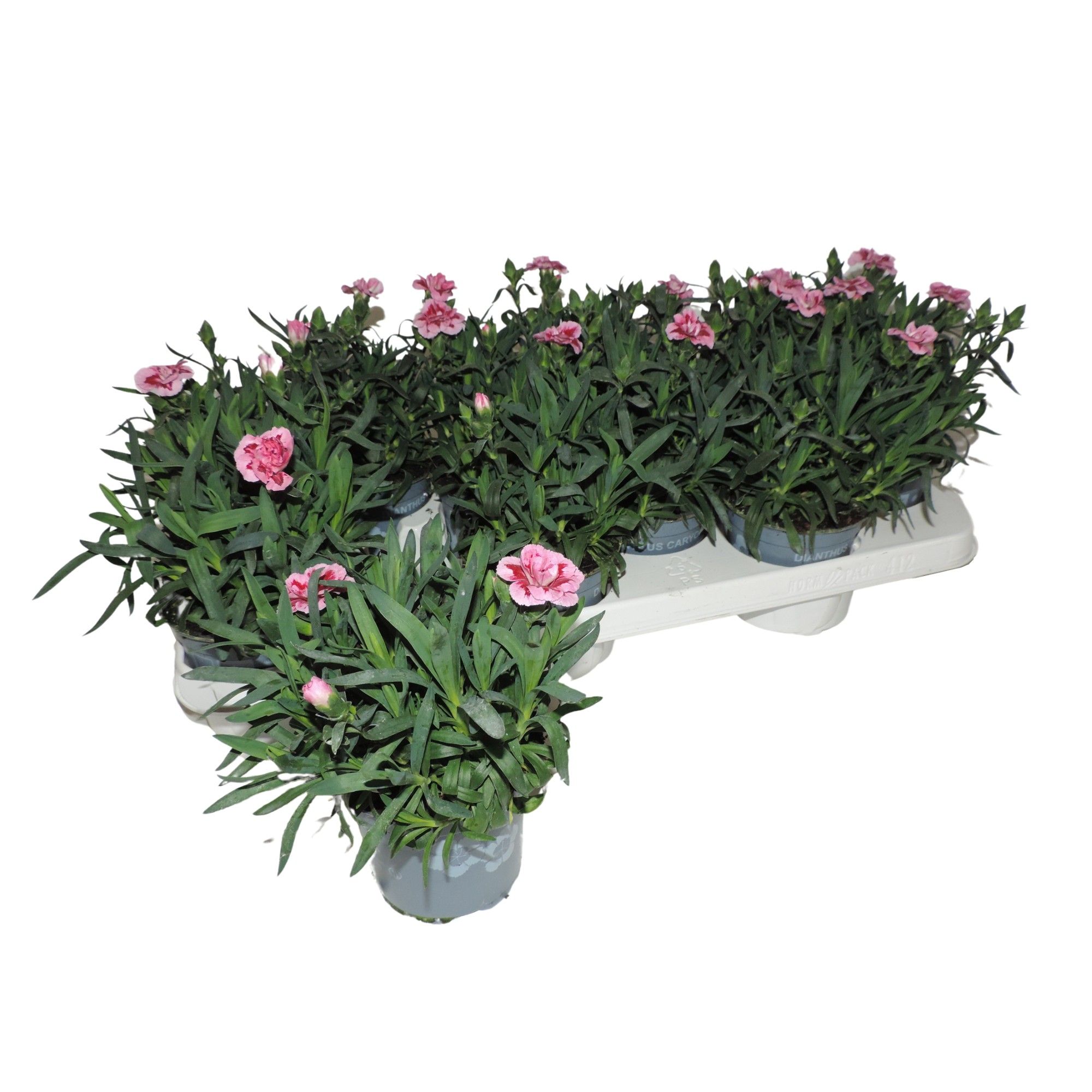 Dianthus Oscar Pink and Purple 10.5 cm, D 10,5