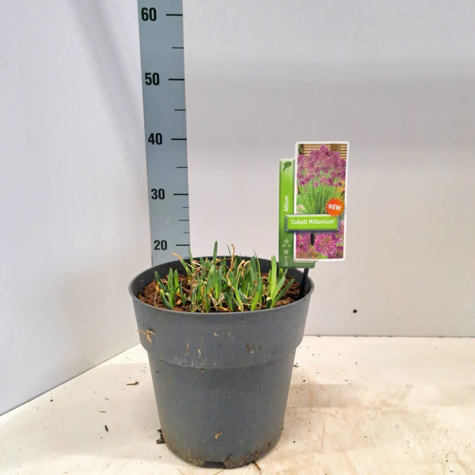 Allium 'Cobalt Millenium', D 23